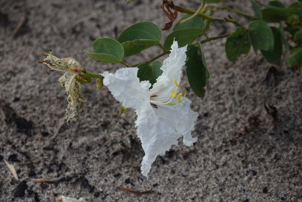Bauhinia mendoncae