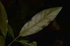 Croton verreauxii