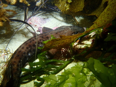 Aulohalaelurus labiosus