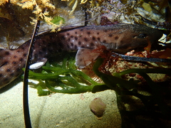 Aulohalaelurus labiosus