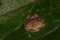 Arkys speechleyi