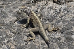 Microlophus tigris