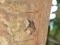 Emballonuridae