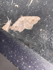 Macaria aequiferaria