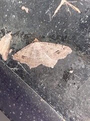 Macaria aequiferaria