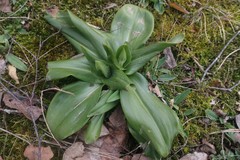 Himantoglossum hircinum