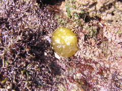 Colpomenia tuberculata