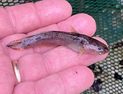 Noturus leptacanthus