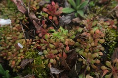 Saxifraga tridactylites