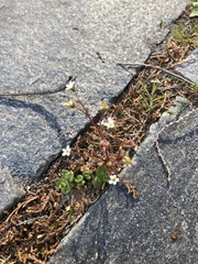 Saxifraga tridactylites