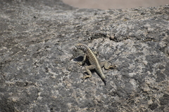 Microlophus tigris