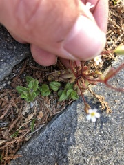 Saxifraga tridactylites