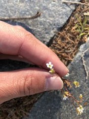 Saxifraga tridactylites