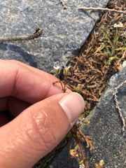 Saxifraga tridactylites