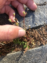 Saxifraga tridactylites
