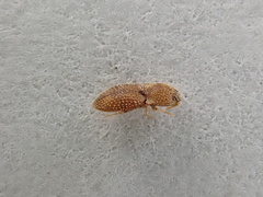 Rismethus squamiger