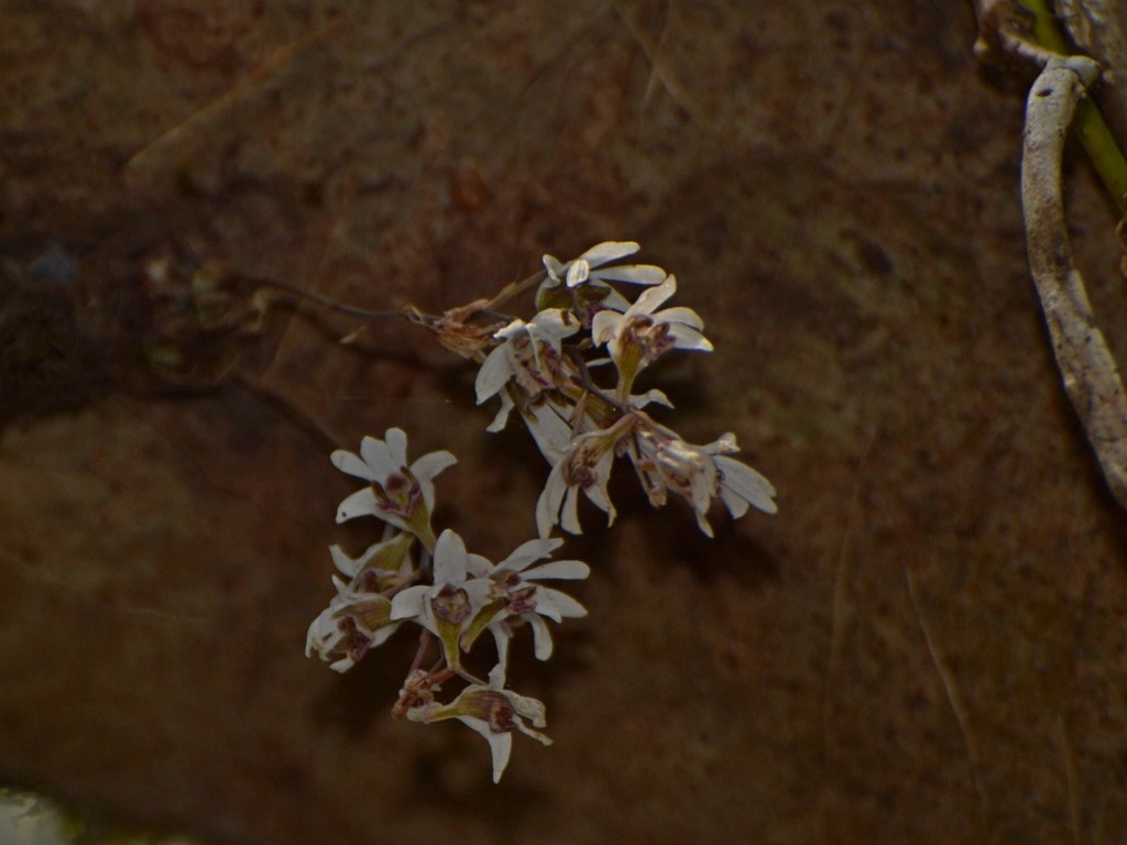 Dendrobium turbinatum Ormerod & C.S.Kumar 2