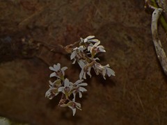 Dendrobium turbinatum