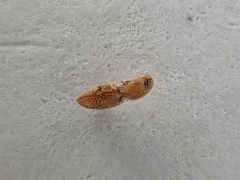 Rismethus squamiger