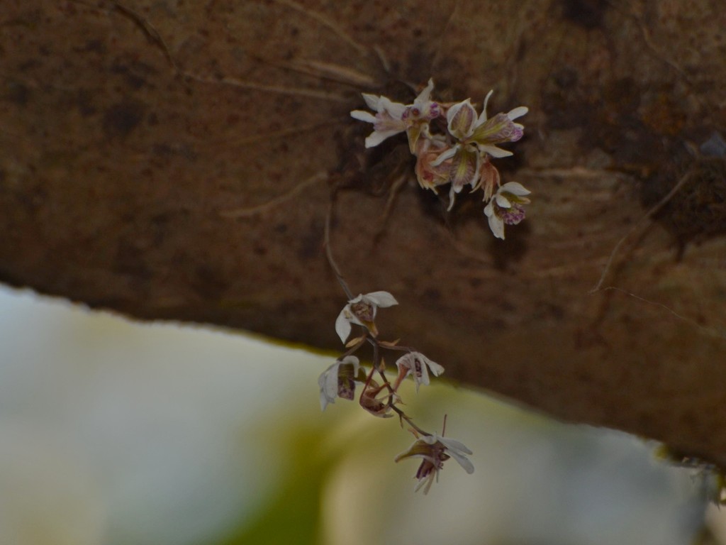 Dendrobium turbinatum Ormerod & C.S.Kumar 3
