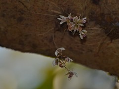 Dendrobium turbinatum
