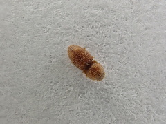 Rismethus squamiger
