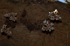 Dendrobium turbinatum