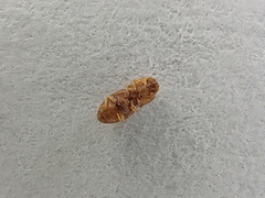 Rismethus squamiger