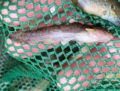 Noturus leptacanthus