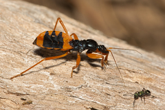 Ectomocoris