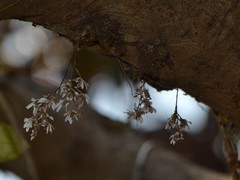 Dendrobium turbinatum