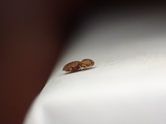 Rismethus squamiger