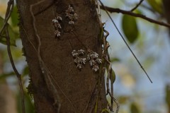 Dendrobium turbinatum