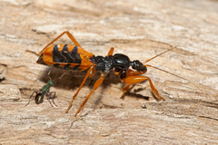 Ectomocoris
