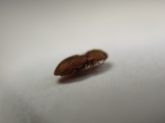 Rismethus squamiger