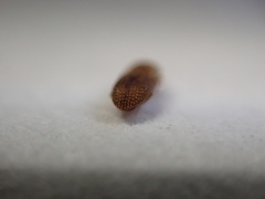 Rismethus squamiger