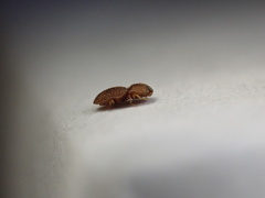 Rismethus squamiger