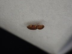 Rismethus squamiger