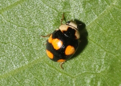 Brachiacantha decora