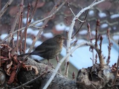 Turdus merula