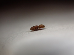 Rismethus squamiger