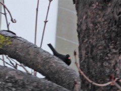 Turdus merula