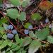 Cascade Oregon-Grape - Photo (c) brewbooks, some rights reserved (CC BY-SA)