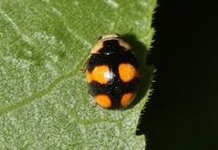 Brachiacantha decora
