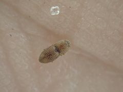 Rismethus squamiger