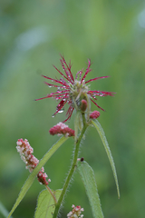 Acalypha villicaulis