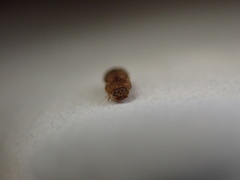 Rismethus squamiger