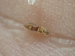 Rismethus squamiger