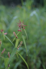 Acalypha villicaulis