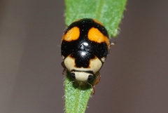 Brachiacantha decora